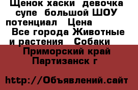 Щенок хаски, девочка супе, большой ШОУ потенциал › Цена ­ 50 000 - Все города Животные и растения » Собаки   . Приморский край,Партизанск г.